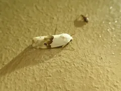Arizona Bird-dropping Moth thumbnail 3