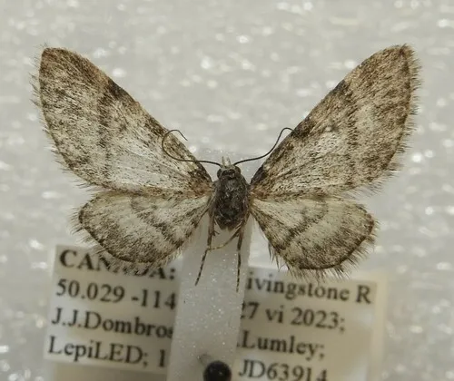 Eupithecia ornata