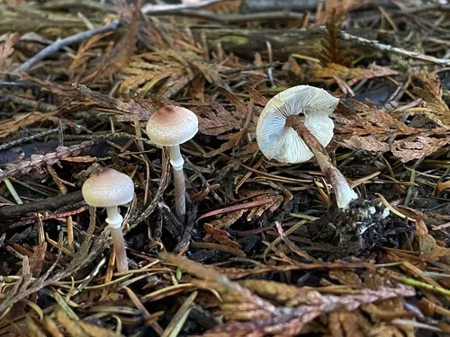 Lepiota castaneidisca