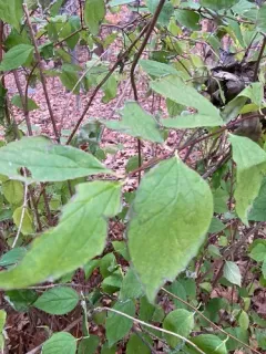 Scentless Mock Orange thumbnail 3