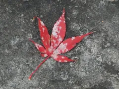 Sawadaea polyfida thumbnail 2