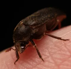 Black Larder Beetle thumbnail 1