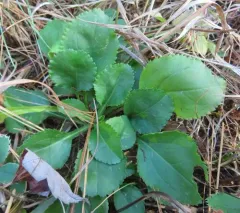 roundleaf ragwort thumbnail 3