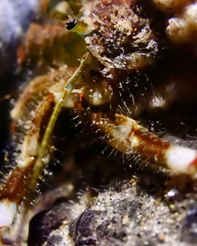 Bandclaw Hermit Crab