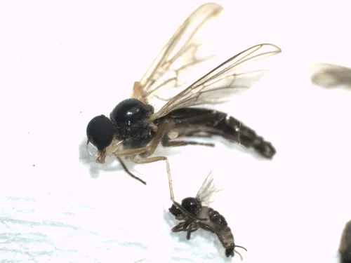 Leptopeza flavipes