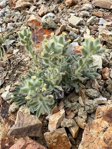 Waterton Lakes Cryptantha