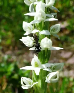 Crabro florissantensis thumbnail 1