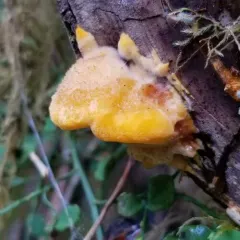 Pycnoporellus fulgens thumbnail 3