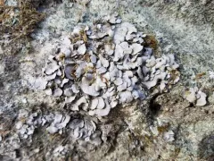 Muhlenberg's stippleback lichen thumbnail 2