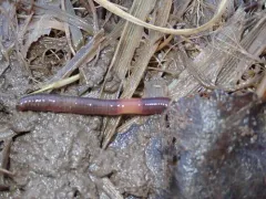 Chestnut Worm thumbnail 4