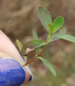 Caloptilia hypericella thumbnail 3