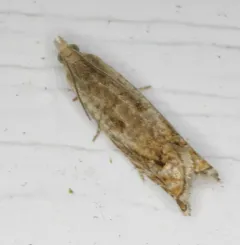 Epinotia corylana thumbnail 2