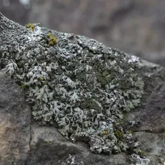 Powder-tipped Shadow Lichen thumbnail 3