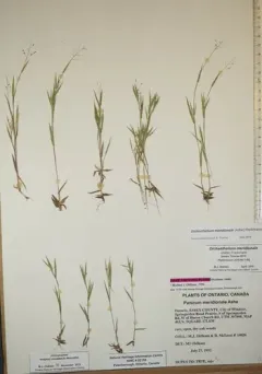 Matting Witchgrass thumbnail 3