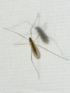 Cheilotrichia stigmatica thumbnail 3