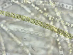 Geminella ellipsoidea thumbnail 2