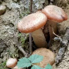 Bulbous Honey Fungus thumbnail 4
