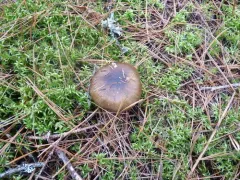 Hygrophorus fuscoalboides thumbnail 3