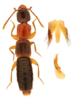 Sunius melanocephalus thumbnail 3