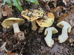 Else's Cort thumbnail 3