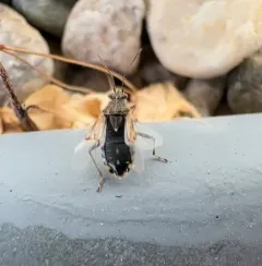 Hyaline Grass Bug thumbnail 3
