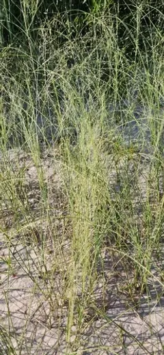 Blowout grass thumbnail 3