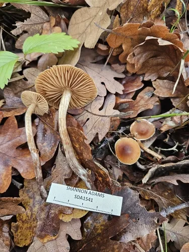 Cortinarius subobtusus