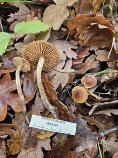 Cortinarius subobtusus thumbnail 1