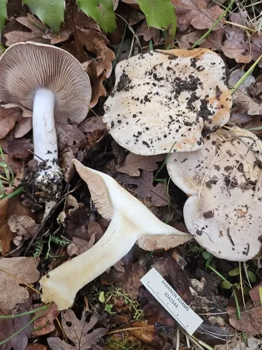 Phlegmacium aurescens