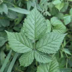 Ecotone Blackberry thumbnail 3