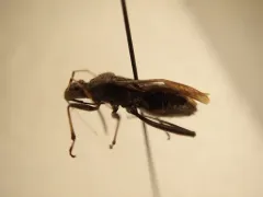 ant bug thumbnail 2