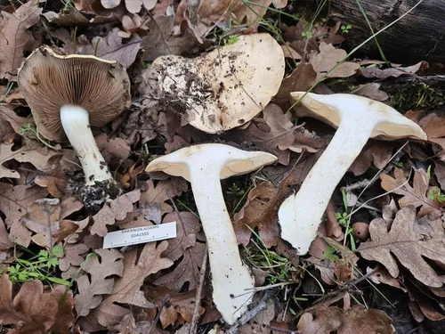 Calonarius xanthodryophilus