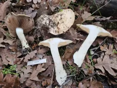 Calonarius xanthodryophilus thumbnail 1