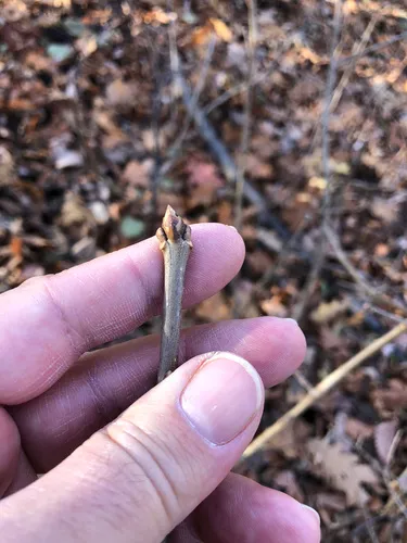 Syringa villosa