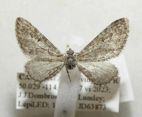 Eupithecia gelidata