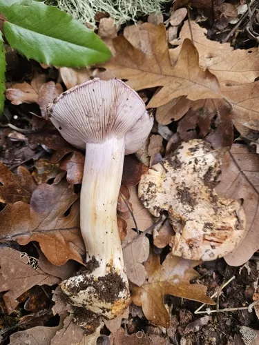 Calonarius intricatus