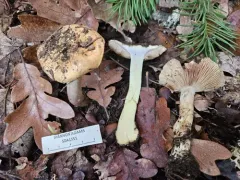 Calonarius anetholens thumbnail 3