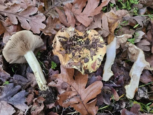 Calonarius amabilis