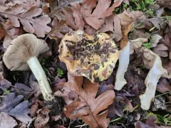 Calonarius amabilis thumbnail 1