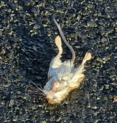 Ord's Kangaroo Rat thumbnail 2