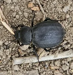 Stenomorpha puncticollis thumbnail 4