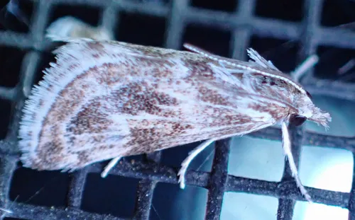 Frechinia criddlealis