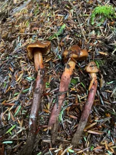 Phaeocollybia scatesiae thumbnail 3