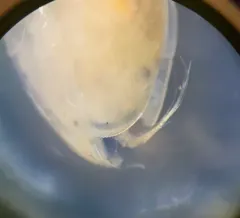 Heterocypris incongruens thumbnail 3