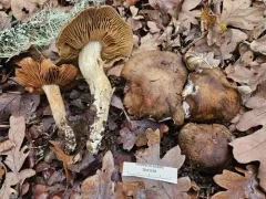 Cortinarius brunneofibrillosus thumbnail 1