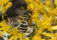 Emilia’s Epeolus thumbnail 2