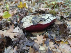 California Satan's Bolete thumbnail 4