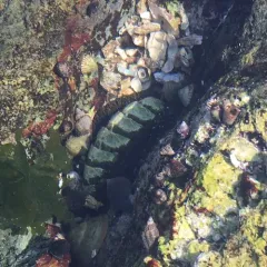 Mossy Chiton thumbnail 1