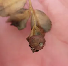 Diplolepis gracilis thumbnail 2