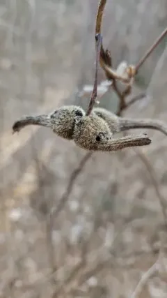 Hazelnut Weevil thumbnail 4